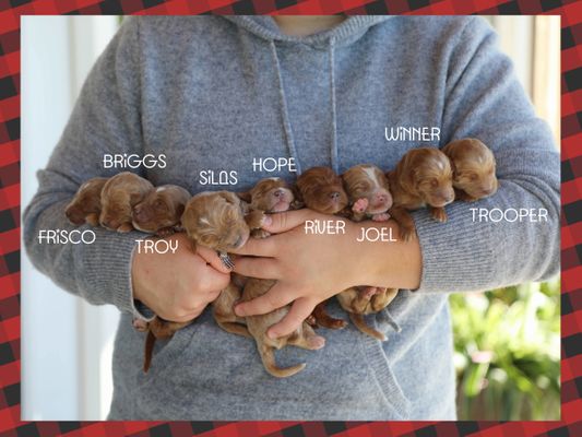 Hazel's Babies - Click to meet