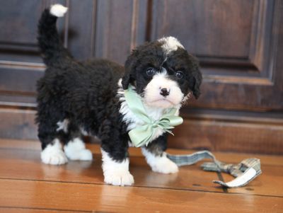WILLOW • RESERVED