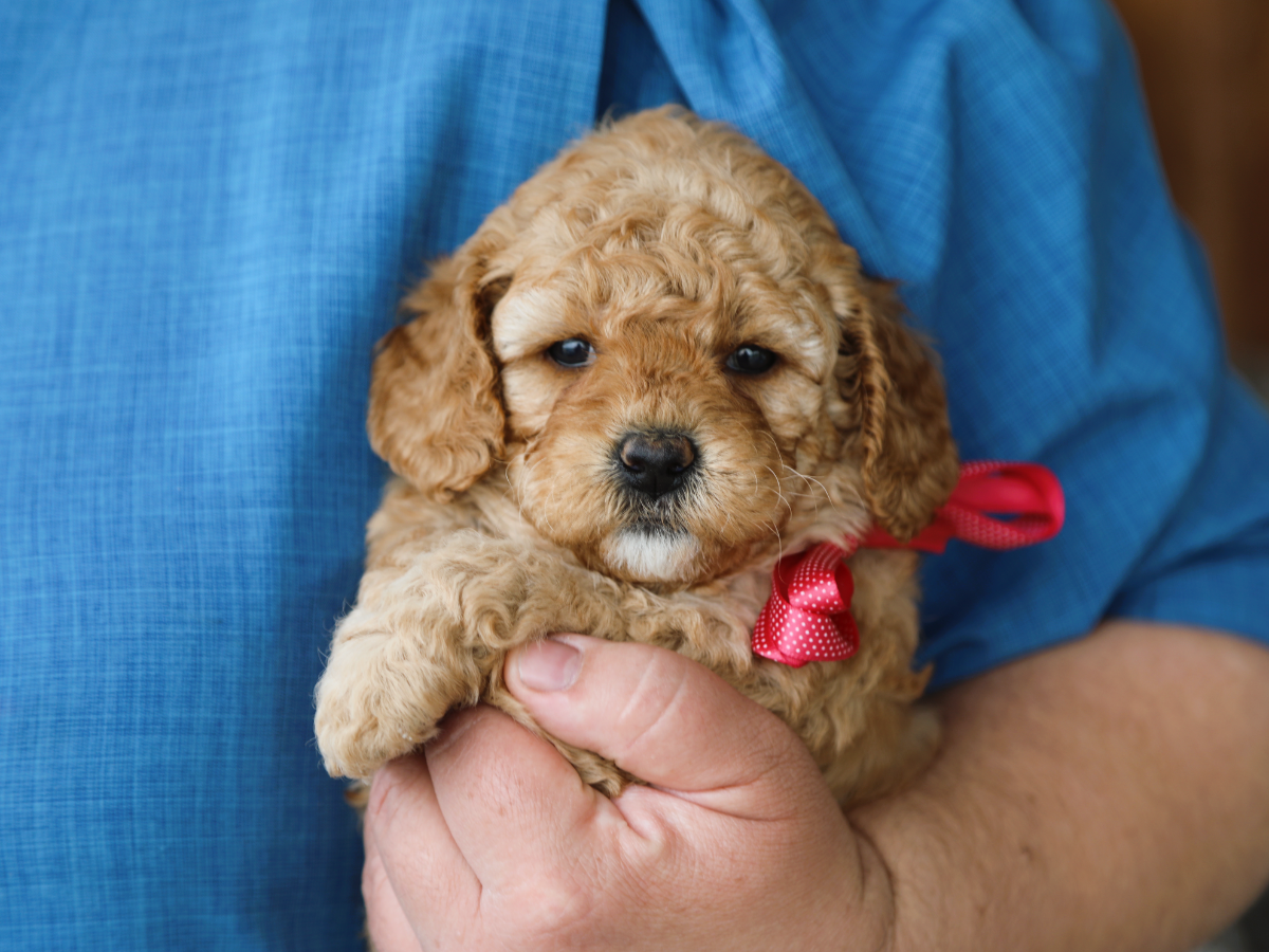 Flossie (2).png