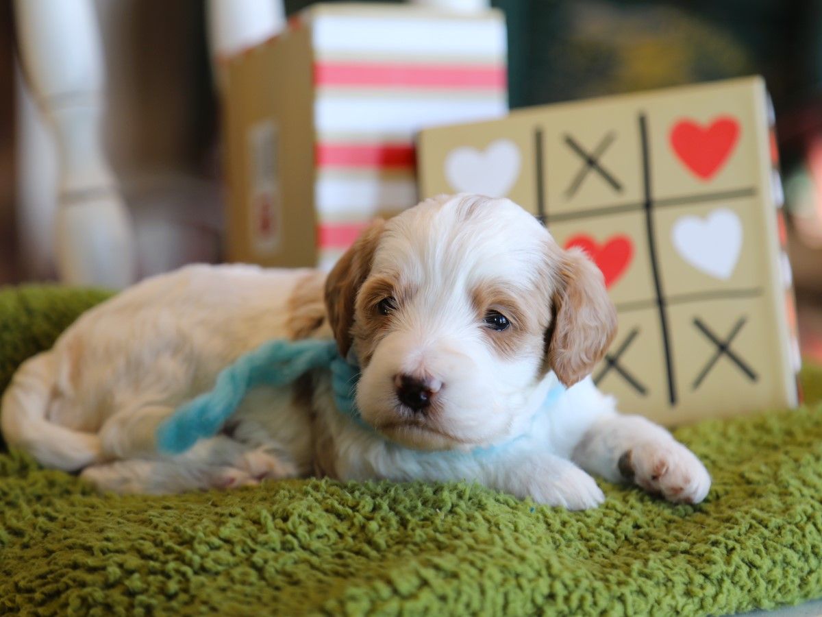 Nash • click to meet