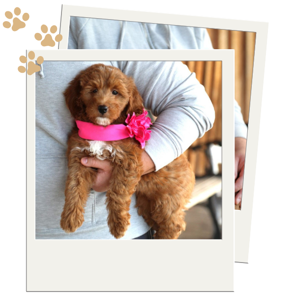 Goldendoodle for Sale - Image 2.png