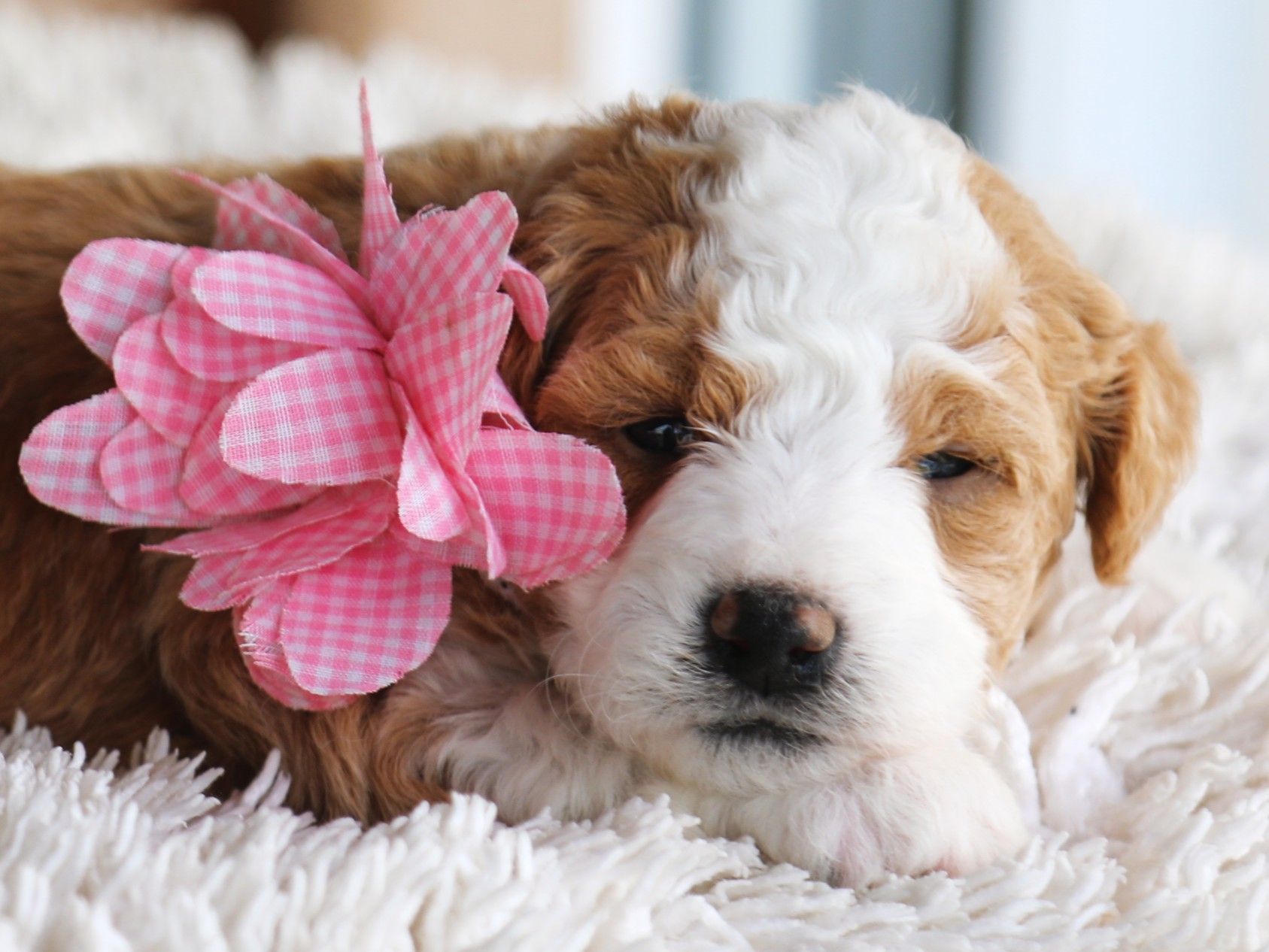 Lilo • click to meet