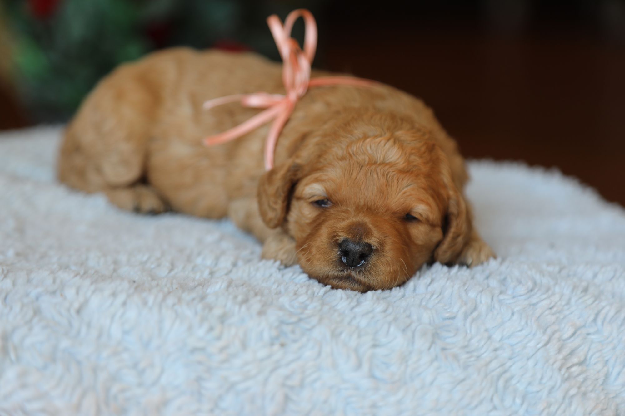 Cupcake (3).JPG