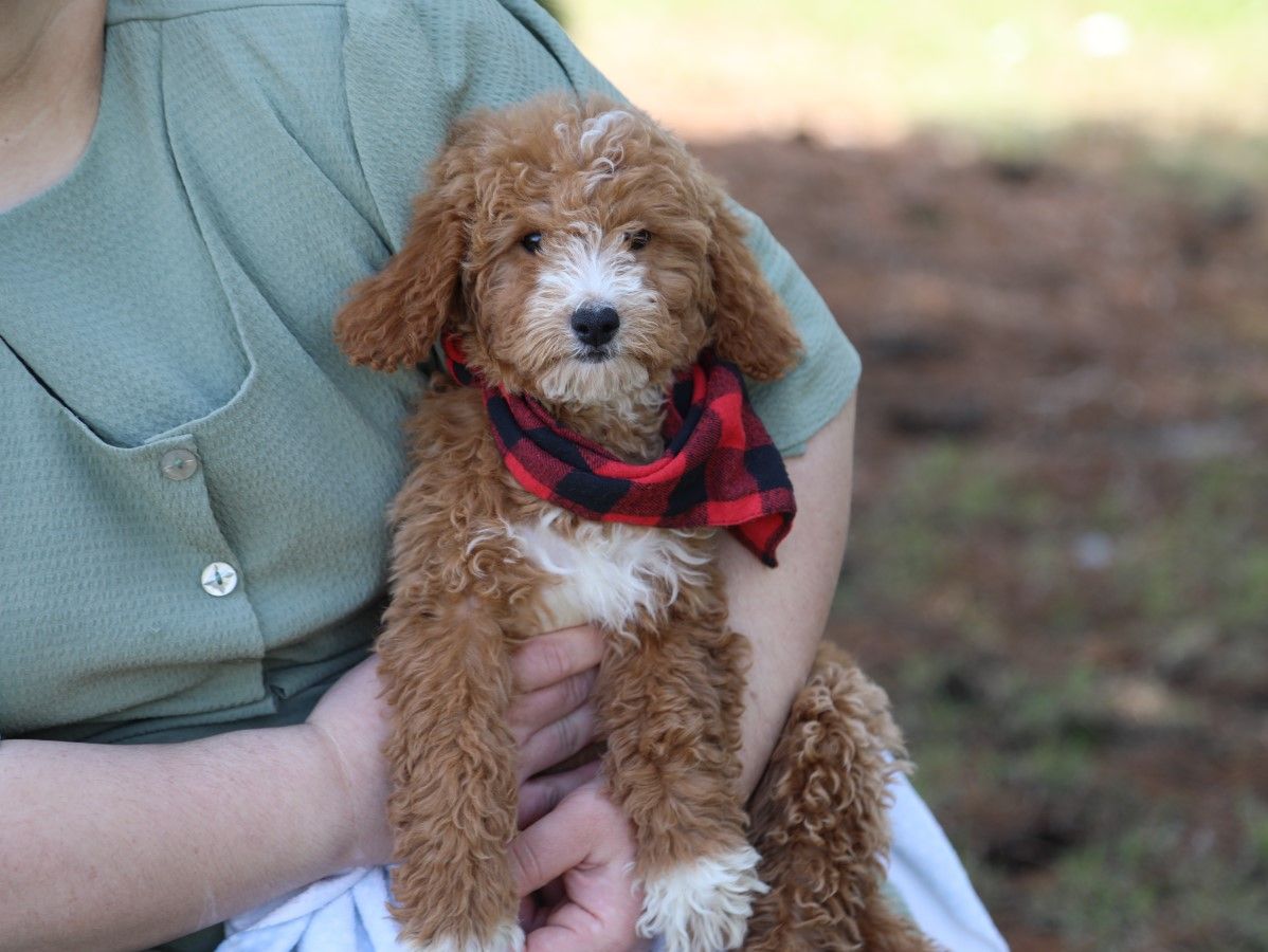 Betsy - click to meet