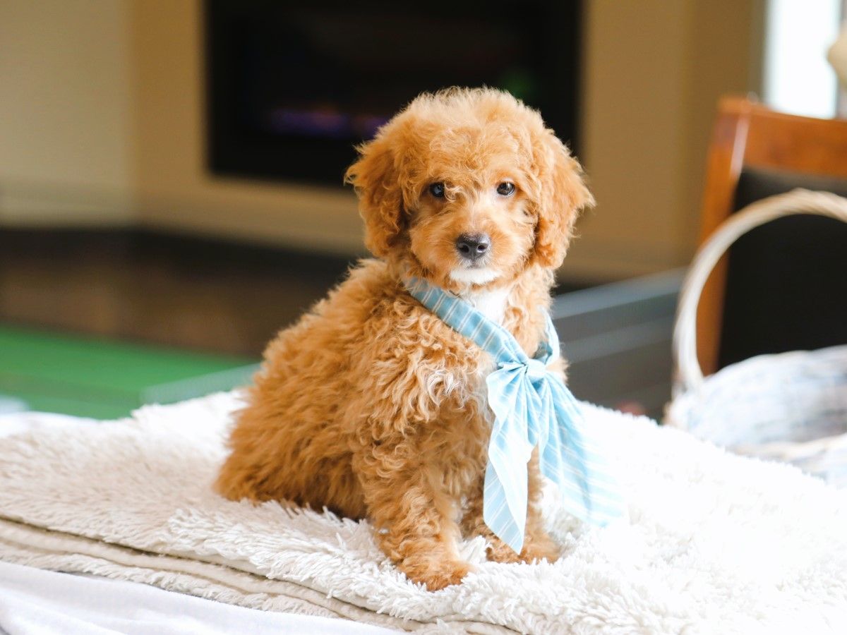maple (4).JPG