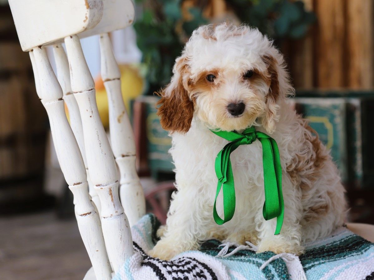 biscuit (3).JPG