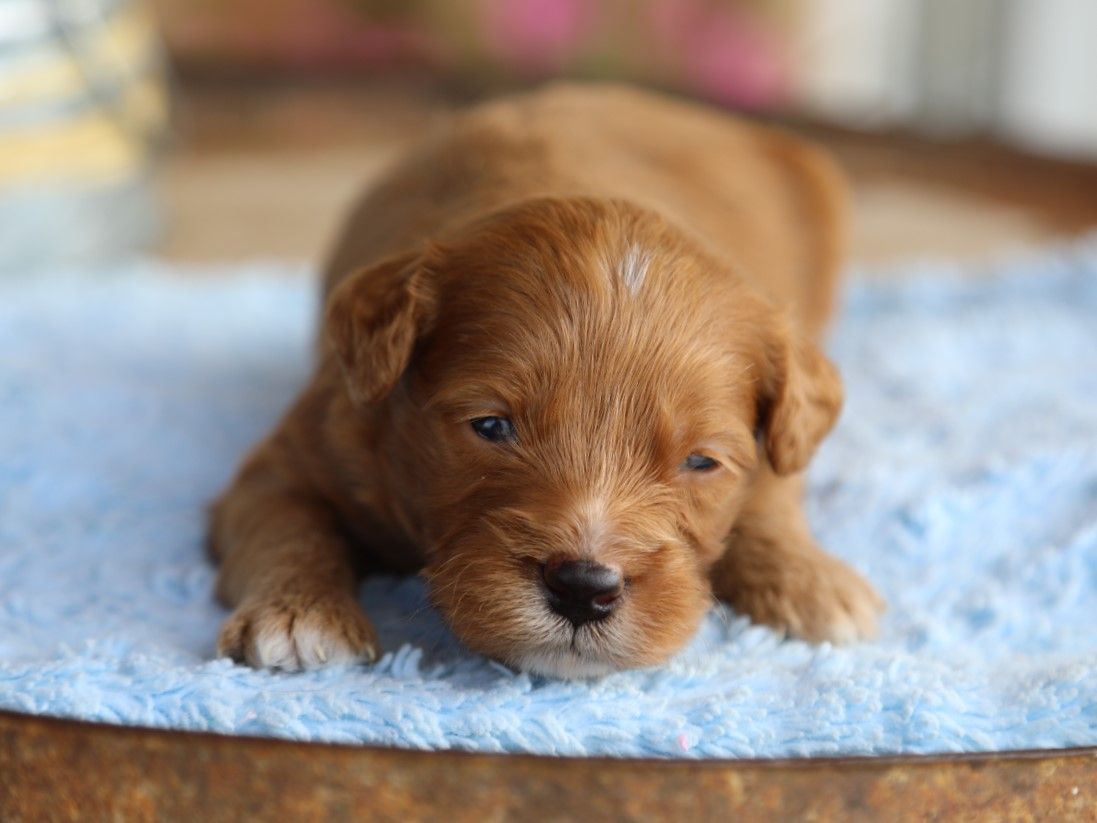 rocco (1).JPG