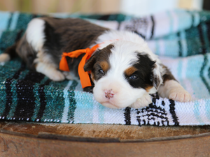 Moose • Click to meet