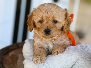 Close-up of Nash, a fluffy apricot Goldendoodle puppy with an orange ribbon, lying on a white sherpa blanket Meet Nash: Apricot Micro Mini Goldendoodle Puppy
