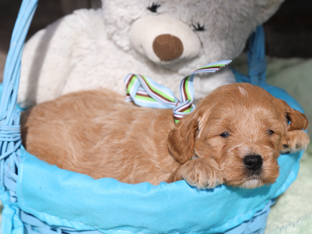 Billy • click to meet