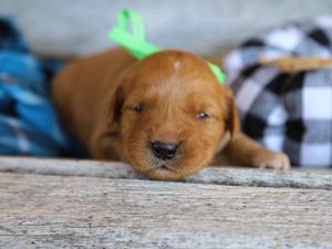 Karl • Click to meet