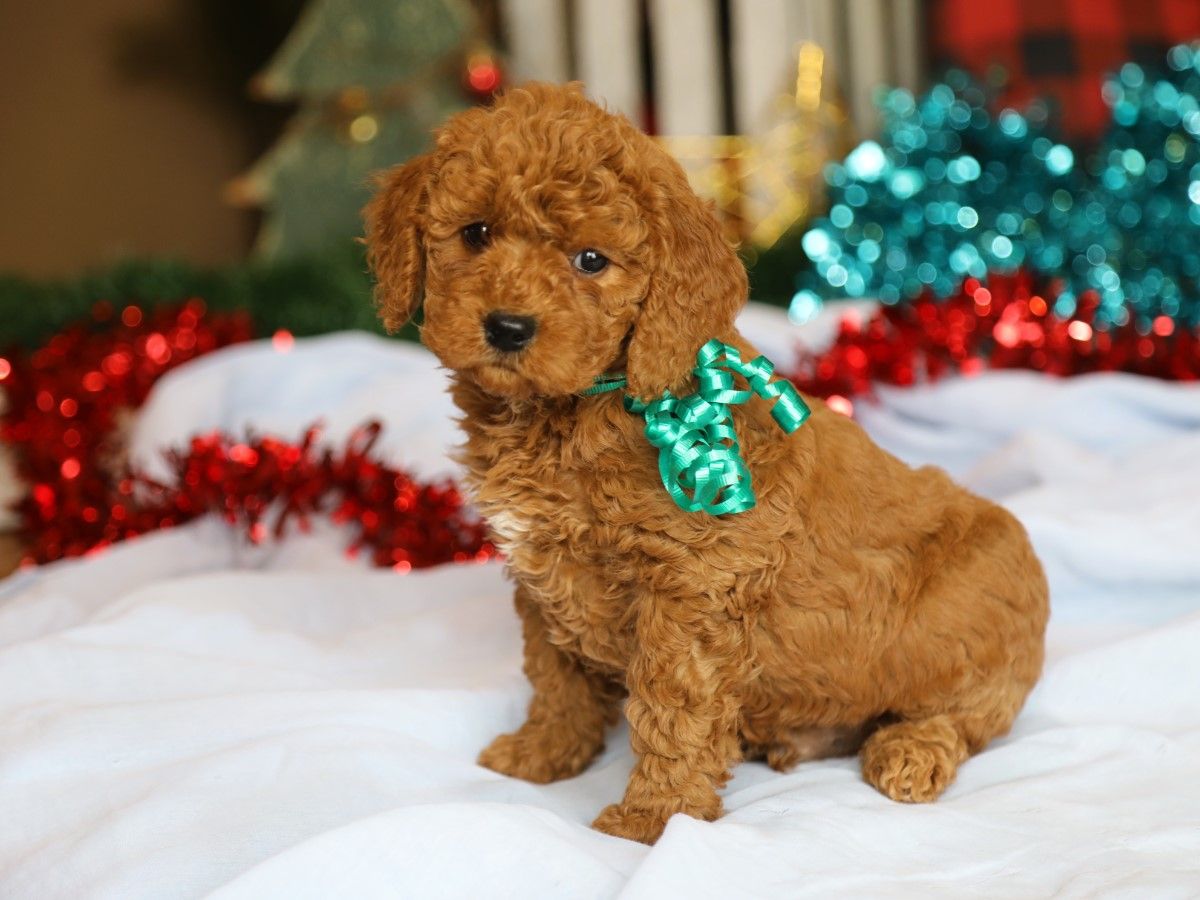  Carver • click to meet