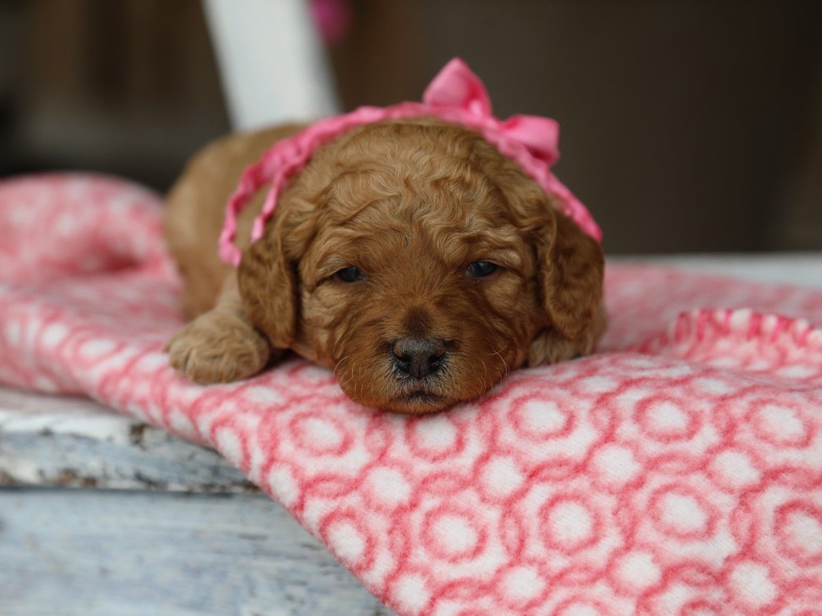 Posie (2).JPG