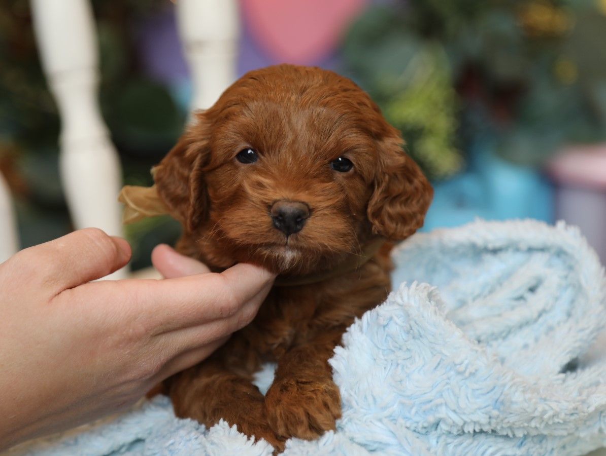 NEWTON • RESERVED