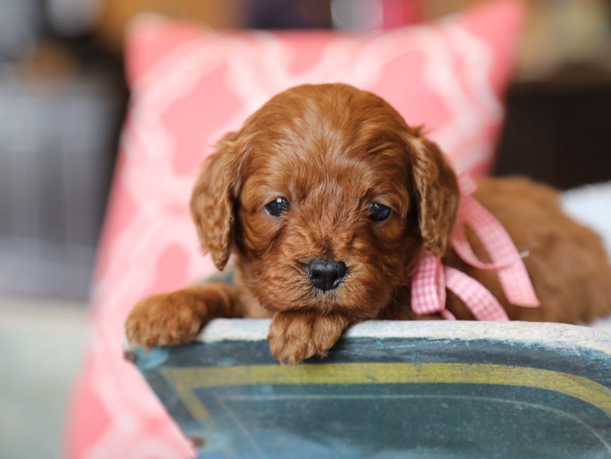 indy (5).JPG