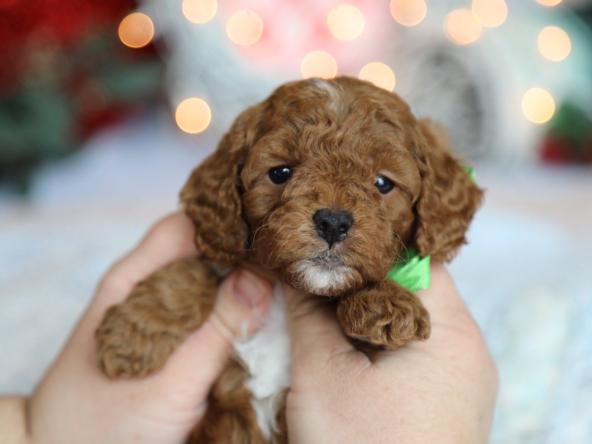 Waffles (2).JPG