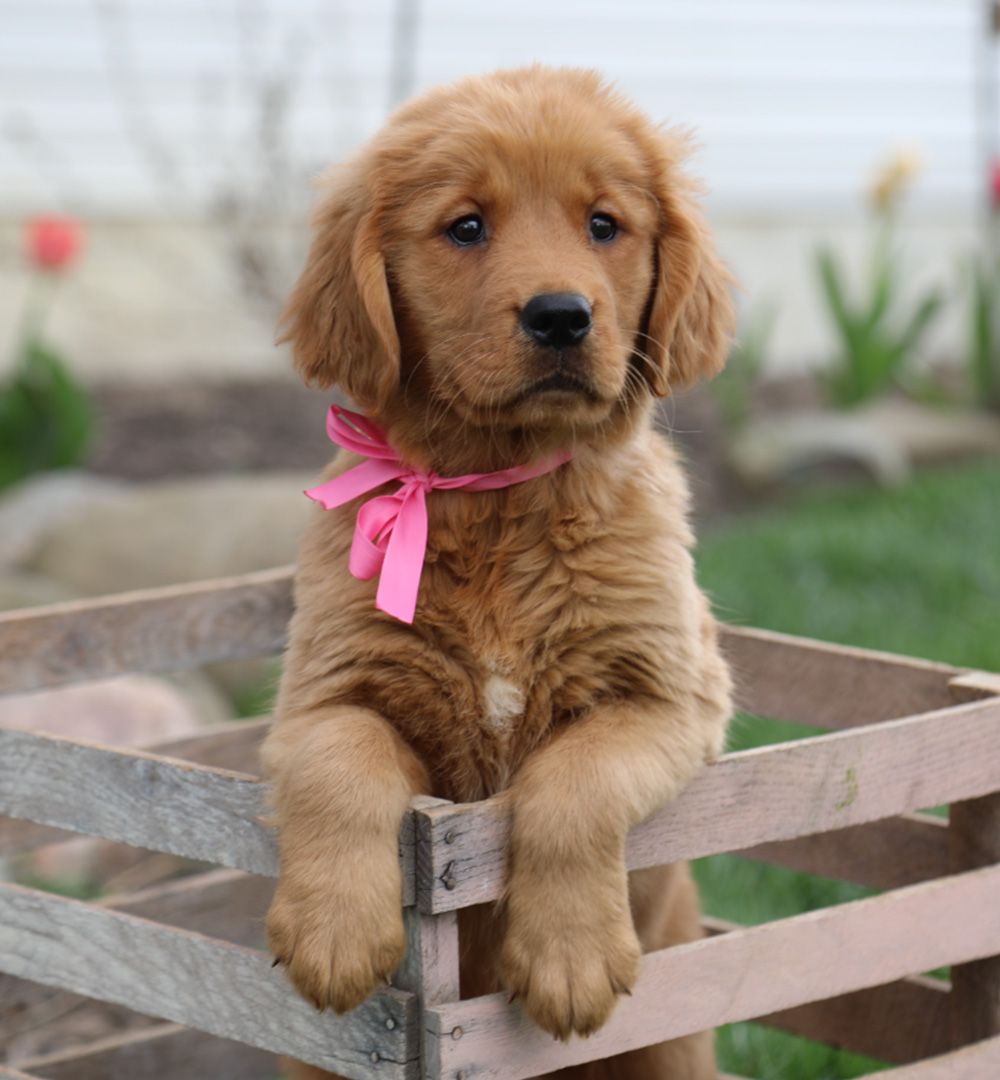 EXUDE LOYALTY, GENTLENESS, AND INTELLIGENCE. KNOWN FOR THEIR LOVING NATURE AND EXCEPTIONAL FAMILY-FRIENDLY TEMPERAMENT. Golden Retrievers