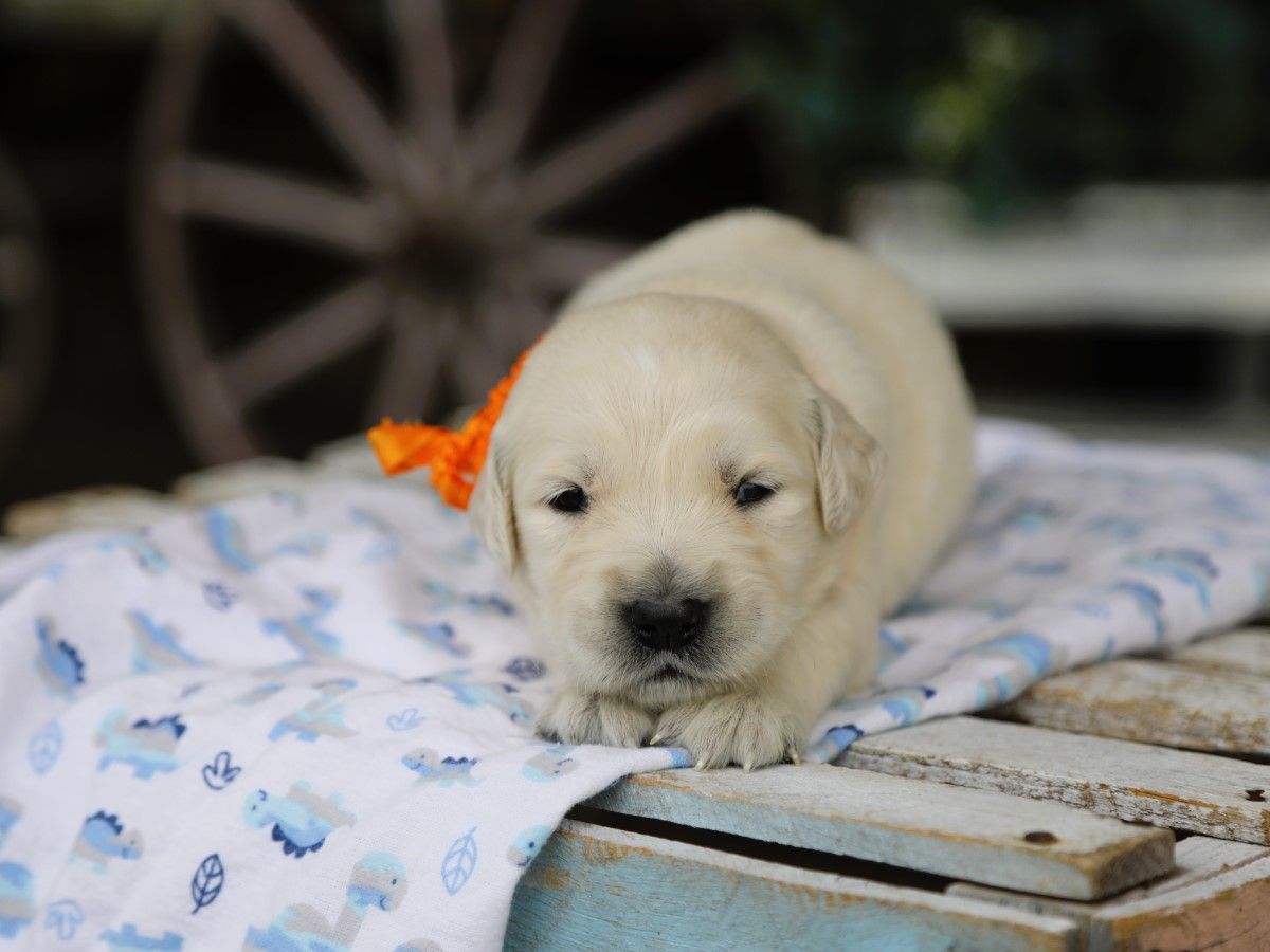Dexter (1).JPG