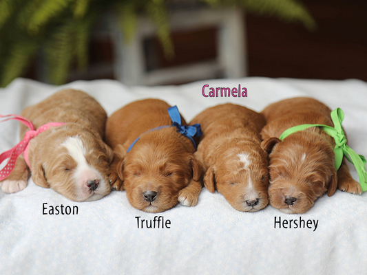 Violet's Babies • click to meet