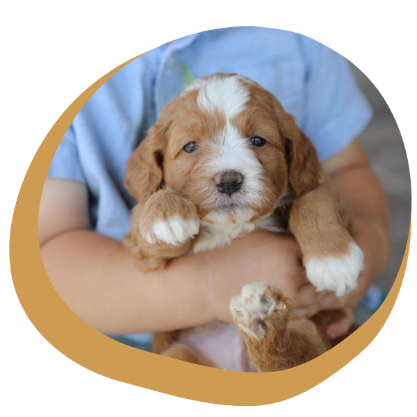 Mini Goldendoodles - Image 4.png