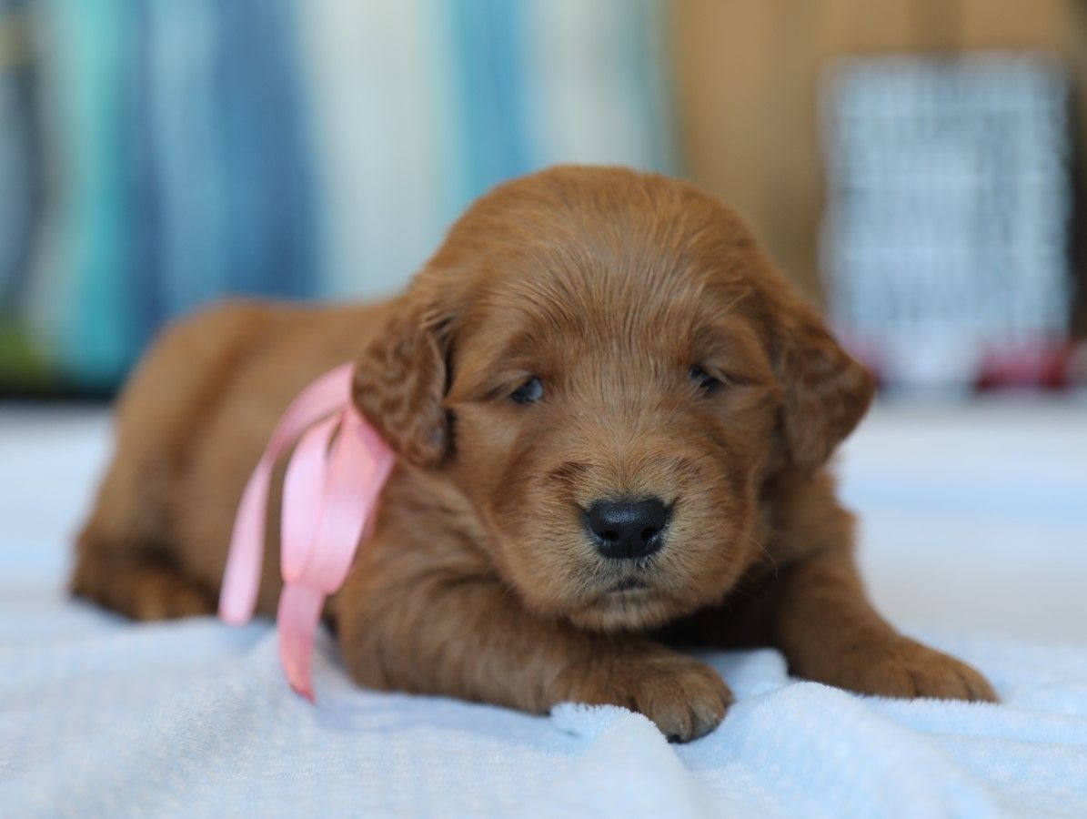 Diva - Click to meet