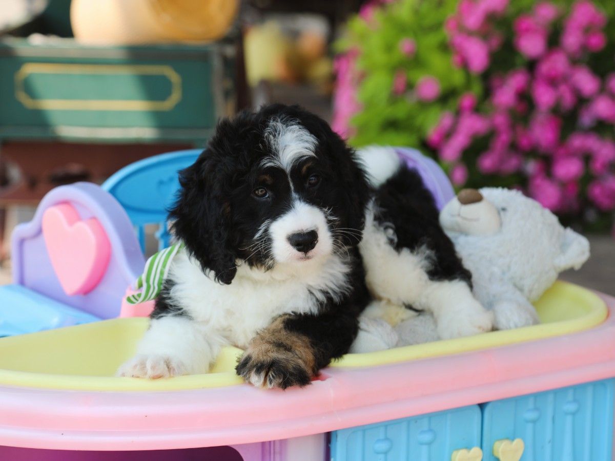 Denali • click to meet