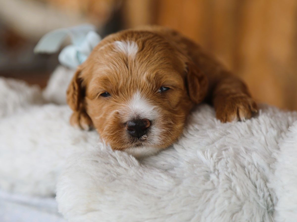 brownie (1).JPG