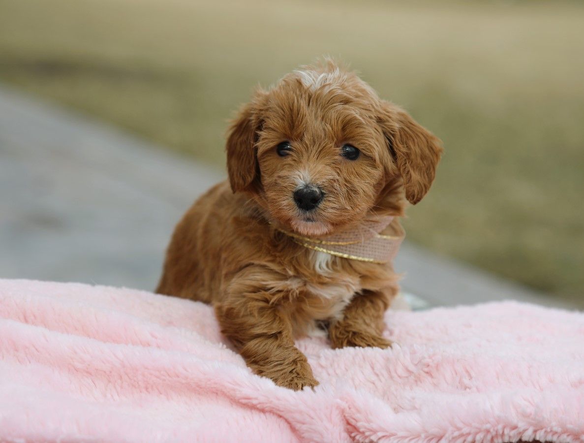  Gloria • click to meet