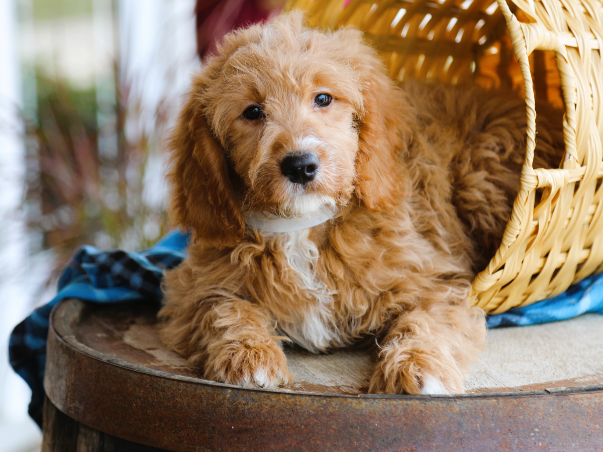 Baxter • click to meet