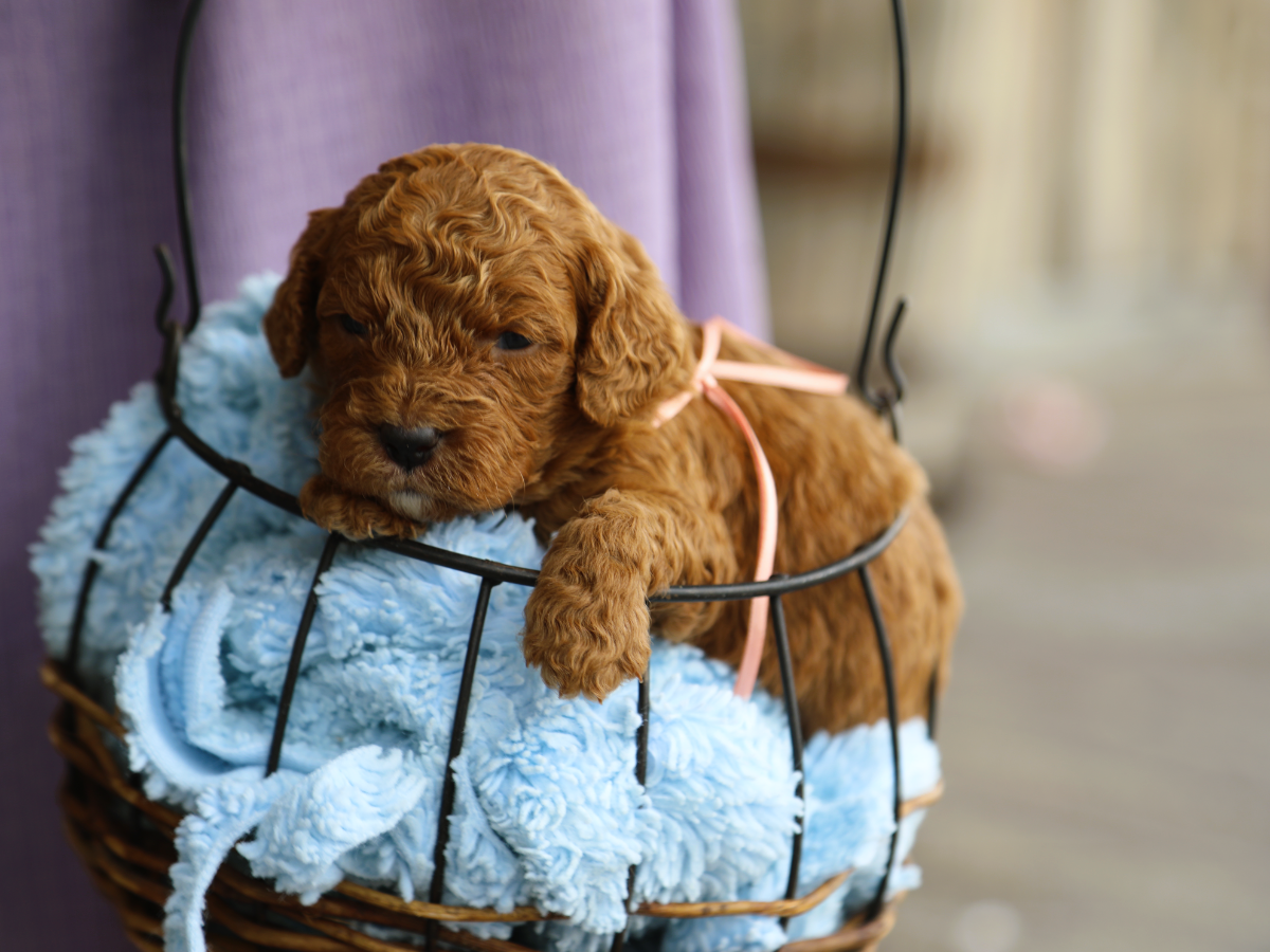 Sugar • click to meet