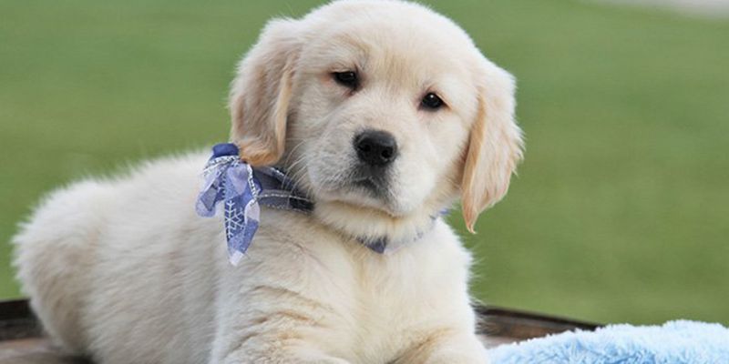 Best golden retriever are they good family dogs Online Sale Black