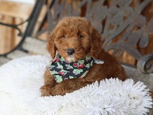 Izzy • click to meet