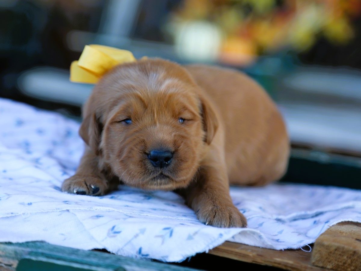 leo (4).JPG