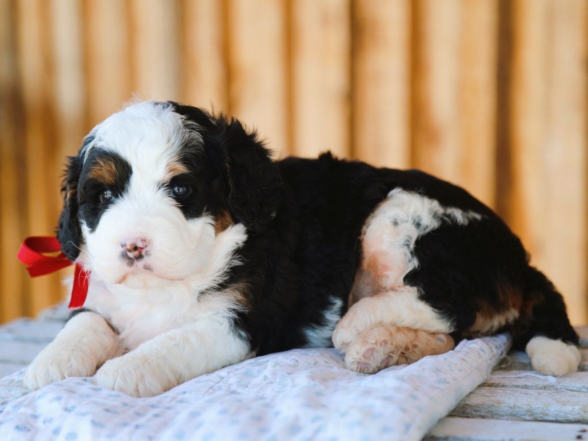 Brittney • Click to Meet