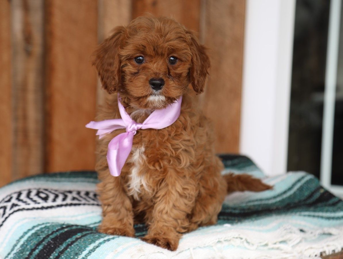  Sweet Pea • click to meet