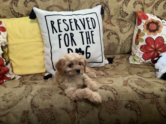 Thousand Oaks, CA JUDI • HOMED