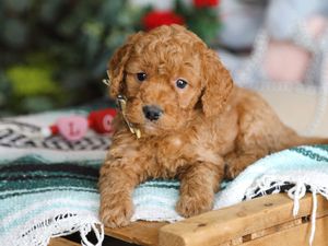 Dallas • click to meet