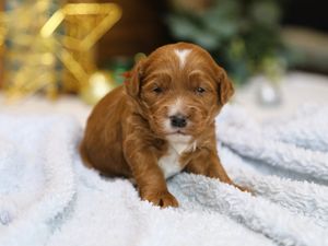 Trusty • click to meet