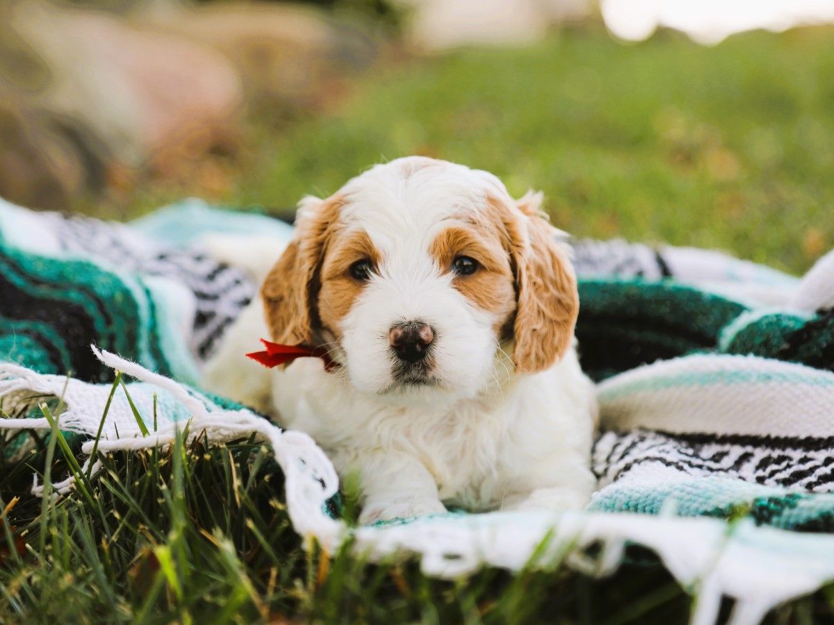  Bridget • click to meet