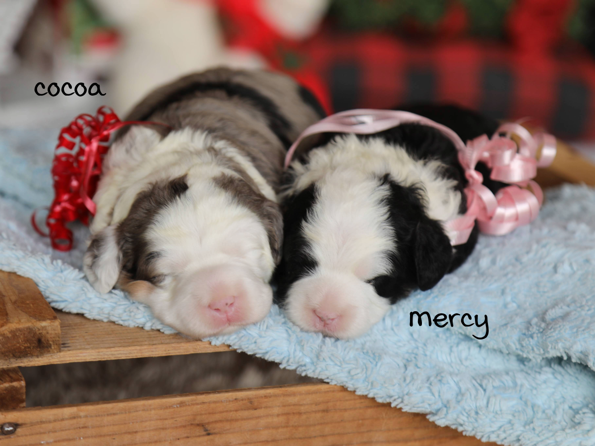 Marcie's Babies - click to meet