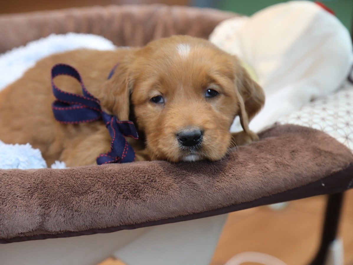  Yeti - Click to meet