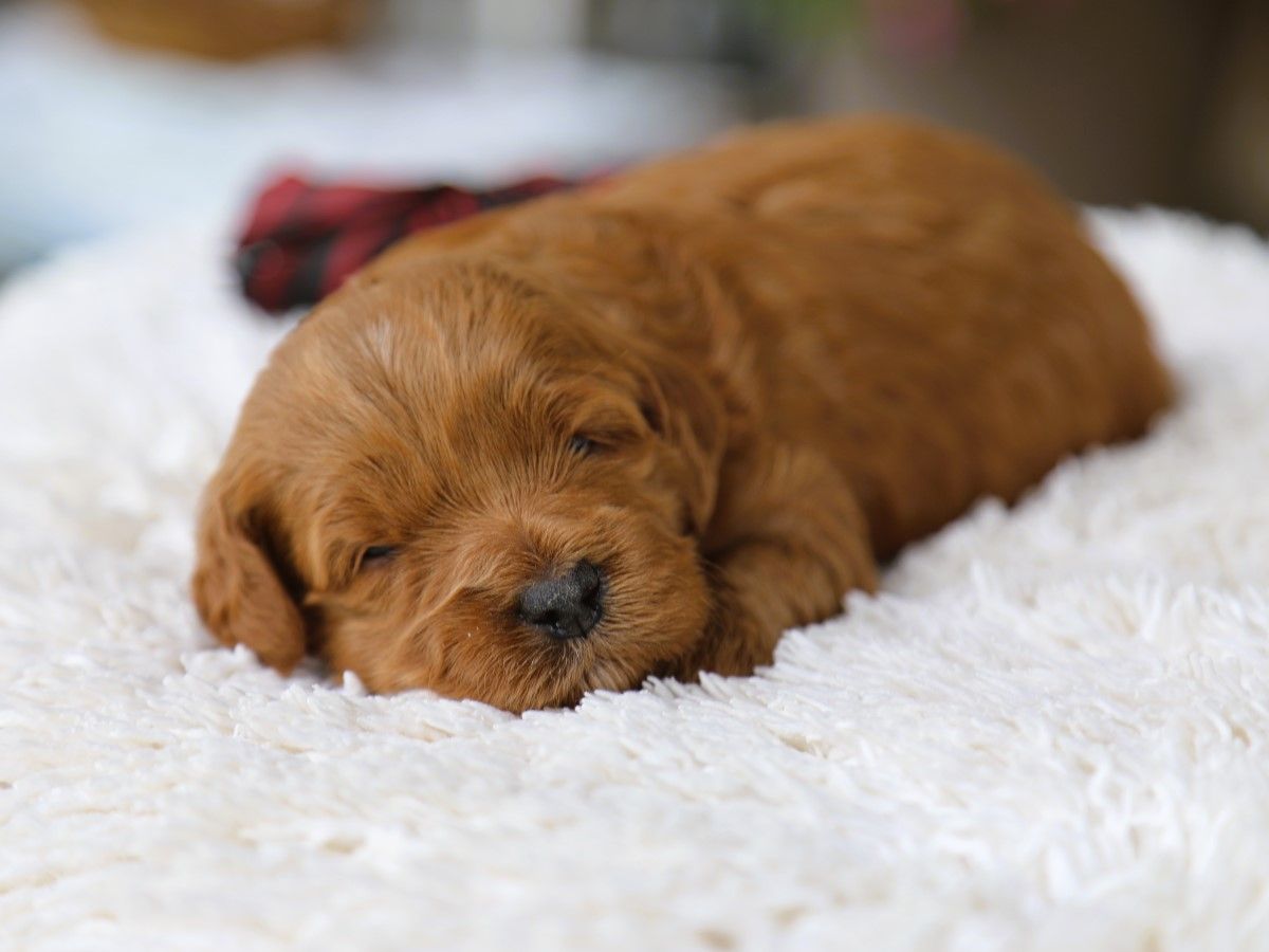 Owen • click to meet