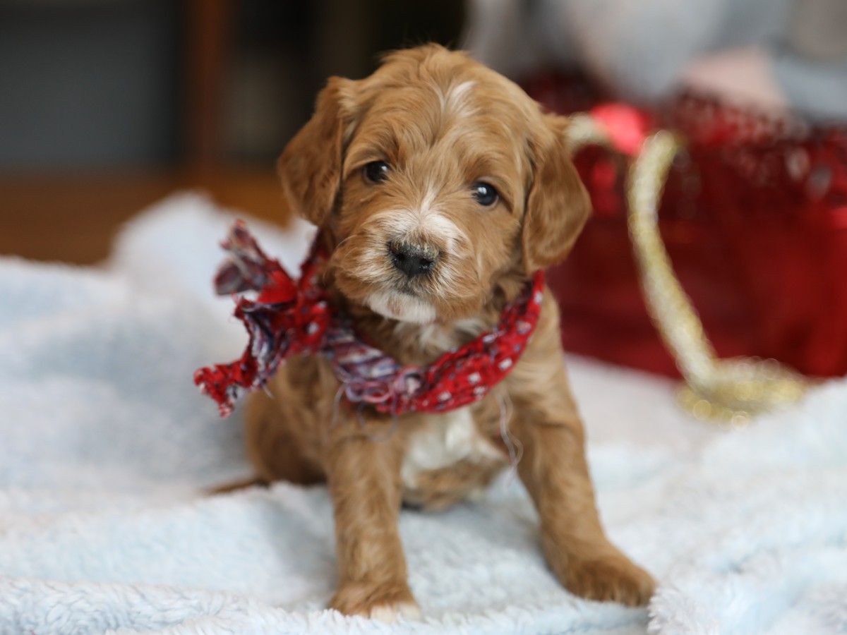 Coby (1).JPG