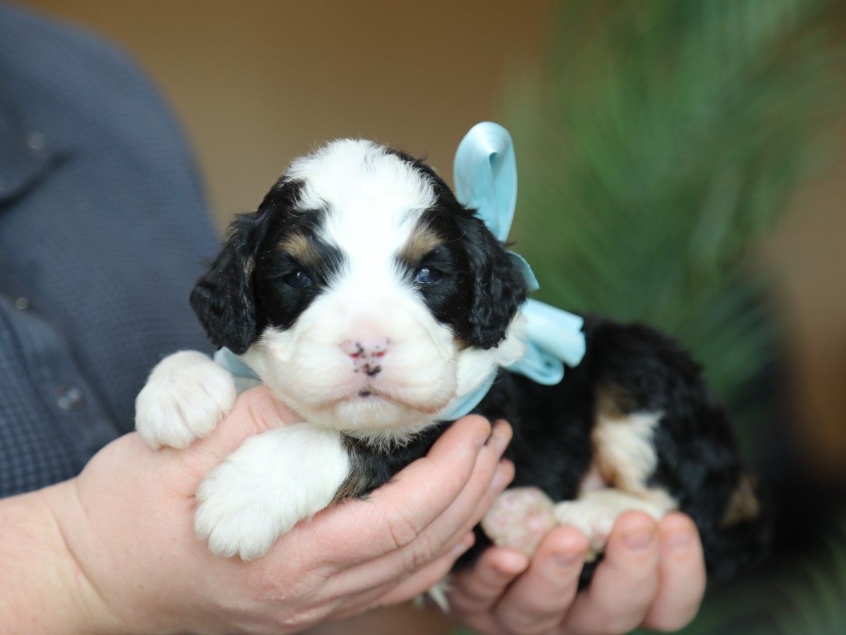 Liam - click to meet