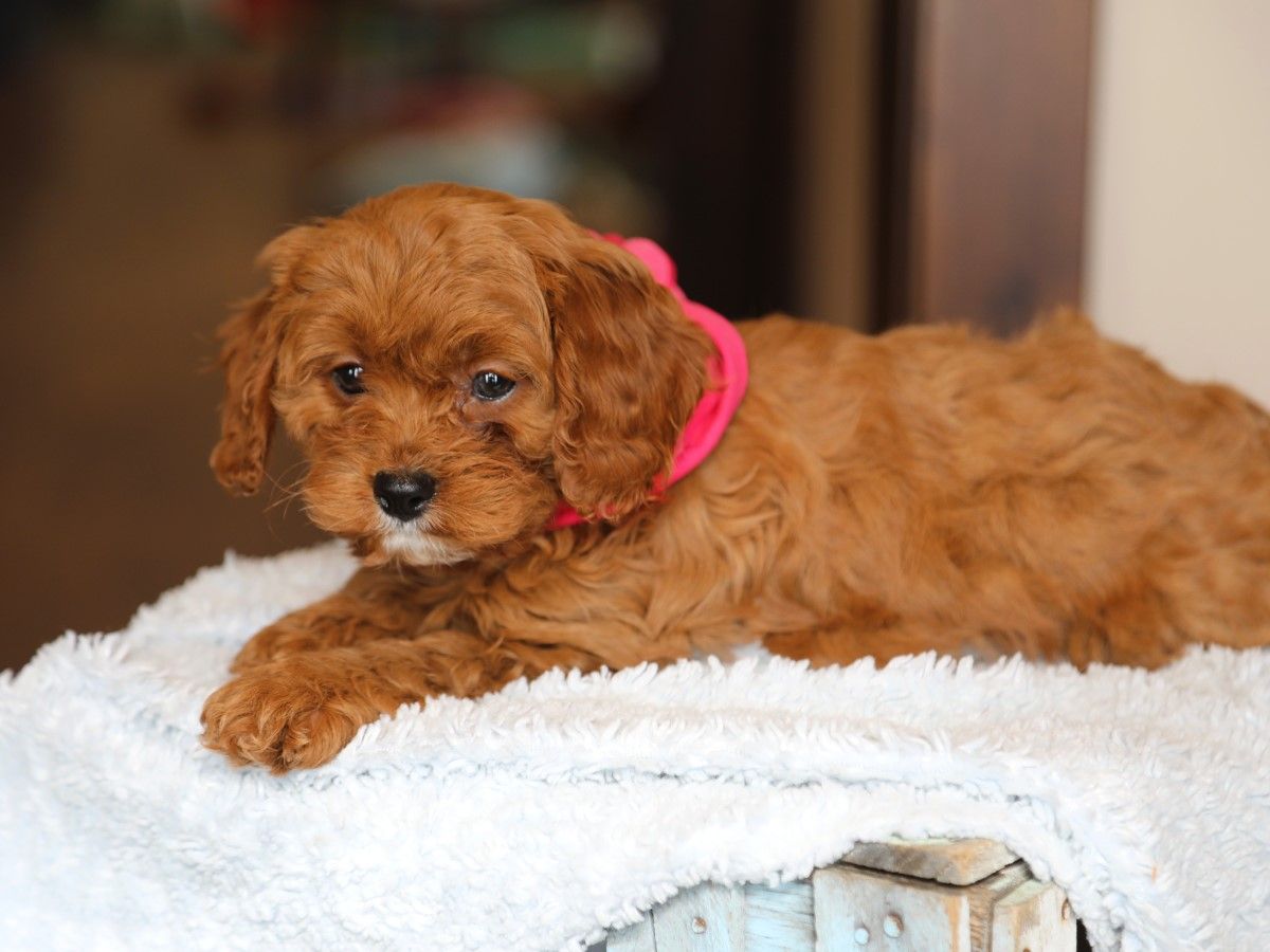 Sweet Pea (4).JPG