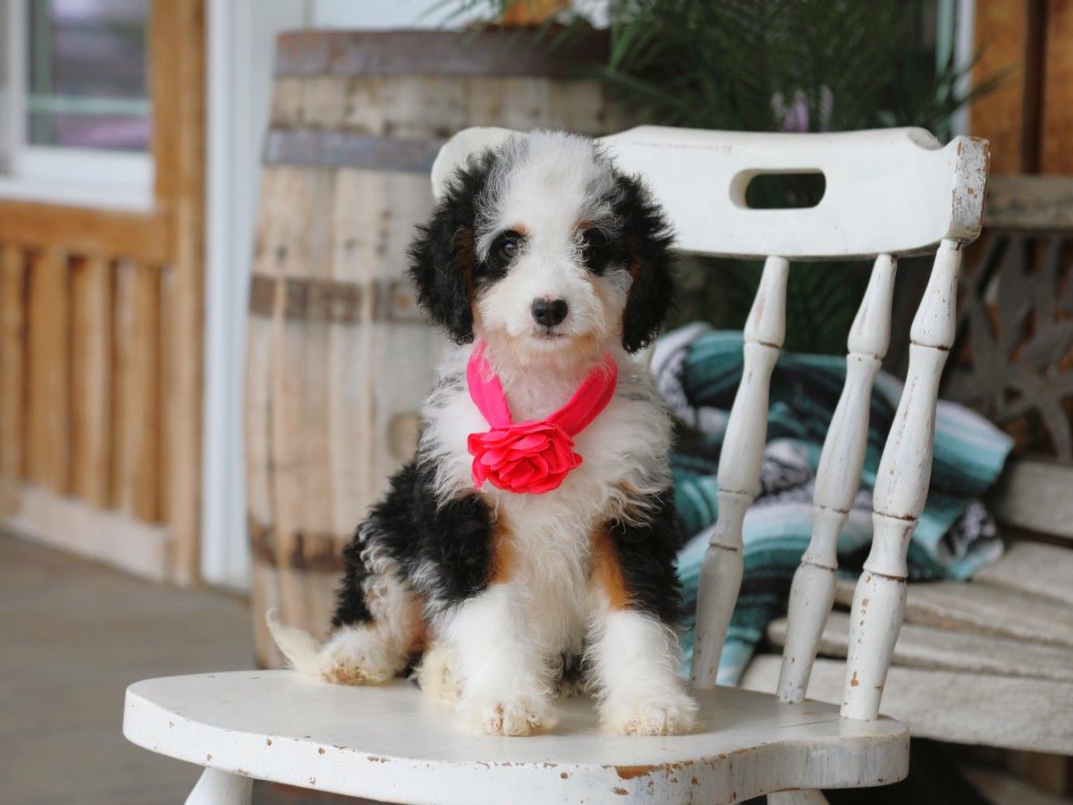 Lacey (11).JPG