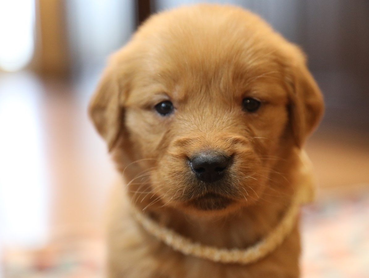 Sweet Pea - Click to meet