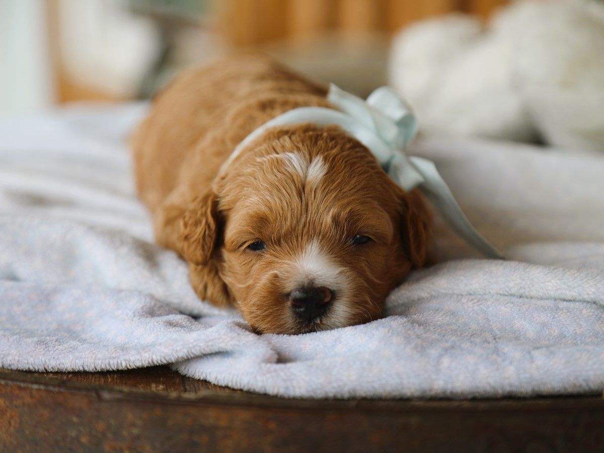 brownie (2).JPG