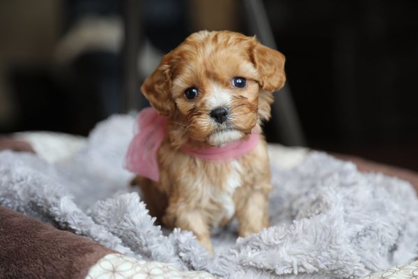 San Diego, California KATY • HOMED