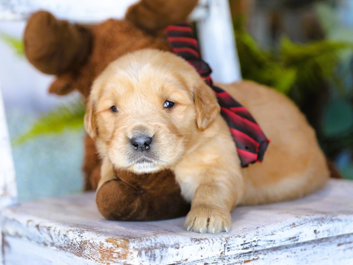 Cooper (2).JPG